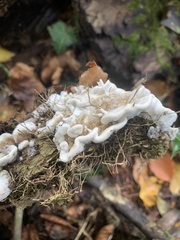 Fungi