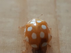 Vibidia duodecimguttata