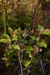 Cuscuta compacta