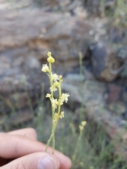 Ochradenus aucheri
