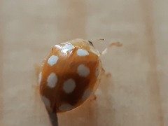 Vibidia duodecimguttata