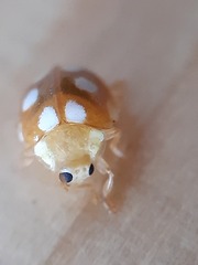 Vibidia duodecimguttata