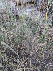 Ochradenus aucheri