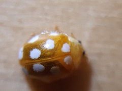 Vibidia duodecimguttata