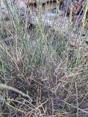 Ochradenus aucheri