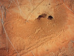 Acanthodactylus schmidti