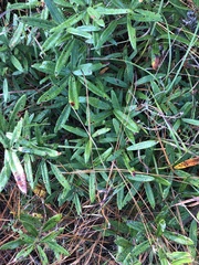 Quercus pumila