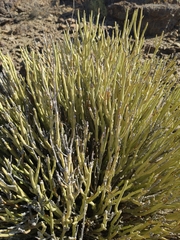 Euphorbia larica