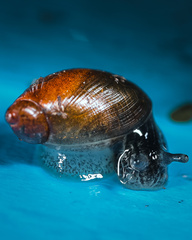 Succinea putris