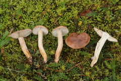 Tricholoma albobrunneum