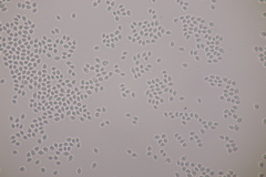 Tricholoma albobrunneum