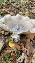 Clitocybe nebularis