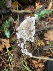 Fungi
