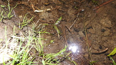 Rana longicrus