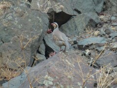 Alectoris chukar