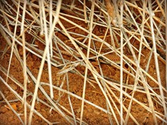 Acanthodactylus schmidti