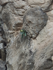 Hyoscyamus