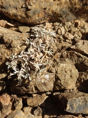 Helichrysum glumaceum