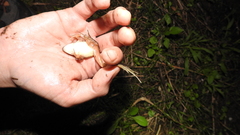 Rana longicrus