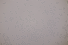 Tricholoma albobrunneum