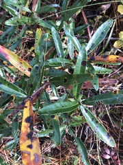Quercus pumila