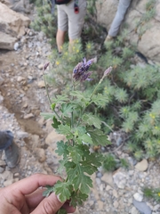Lavandula nooruddinii