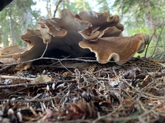 Bondarzewia occidentalis