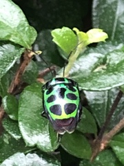 Chrysocoris stollii