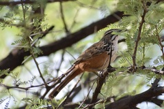 Achaetops pycnopygius