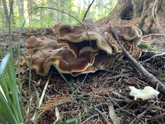 Bondarzewia occidentalis