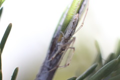 Tetragnatha demissa