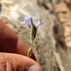 Lavandula subnuda