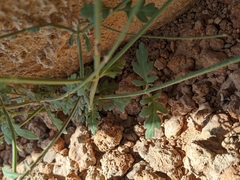 Lavandula subnuda