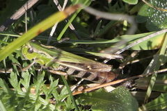 Stenobothrus lineatus