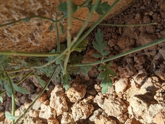 Lavandula subnuda