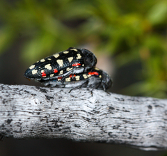 Acmaeodera gibbula