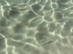 Trachinotus