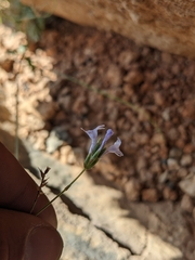 Lavandula subnuda