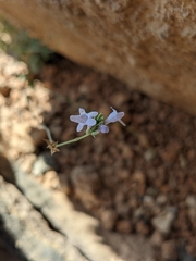 Lavandula subnuda