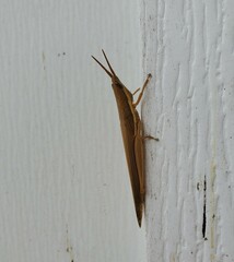 Leptysma marginicollis