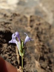 Lavandula subnuda