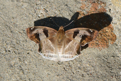 Odontoptilum angulata