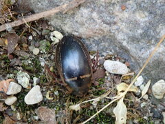 Hydaticus transversalis