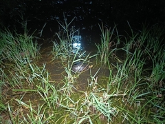 Cuora amboinensis kamaroma