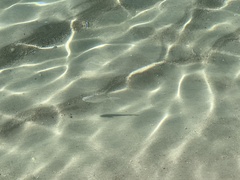 Trachinotus