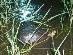 Cuora amboinensis kamaroma