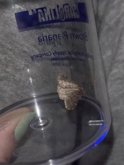 Alsophila pometaria