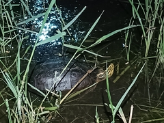 Cuora amboinensis kamaroma