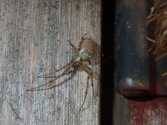 Metellina segmentata