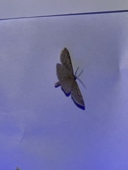 Alsophila pometaria